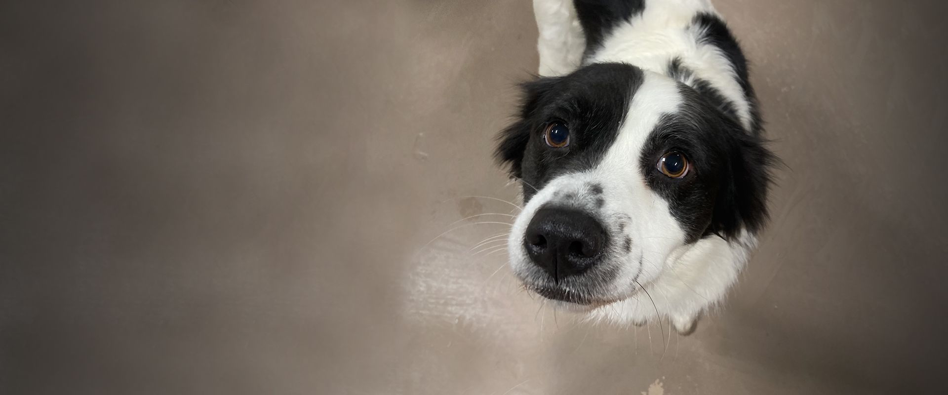 adorable black and white dog looking at the camera at woof pet resort